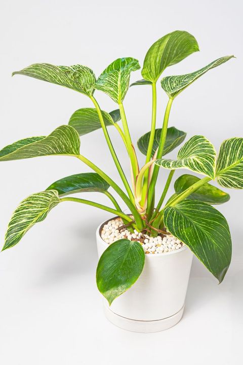 philodendron in white pot