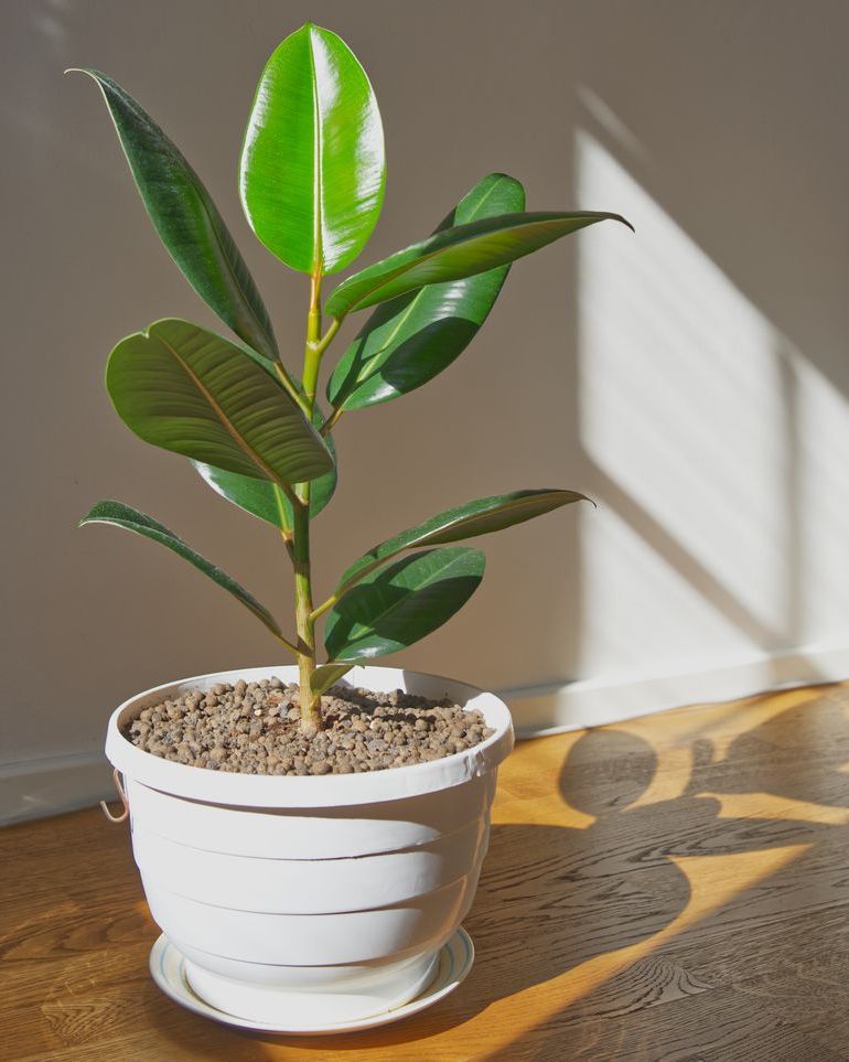 rubber tree in white pot