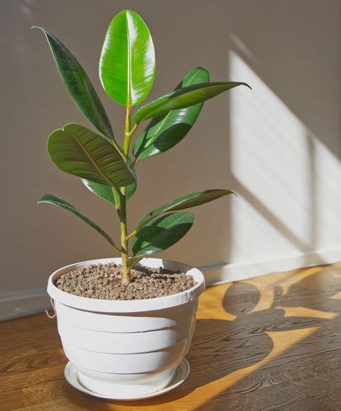 rubber tree in white pot