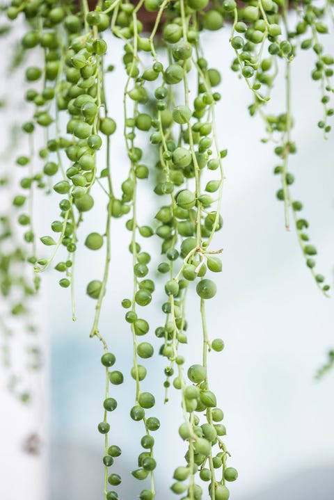 common houseplant senecio