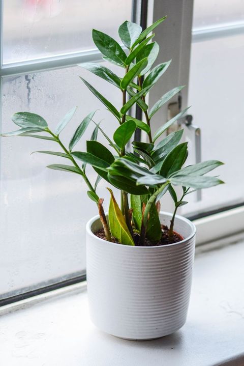zz plant on window sill