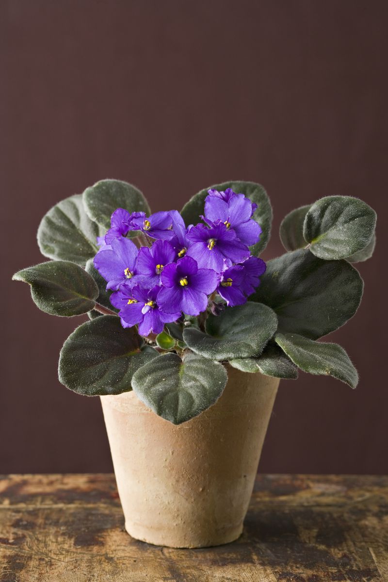 african violet with purple flowers