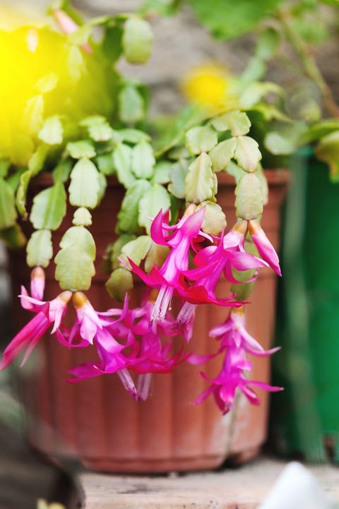 common houseplant christmas cactus