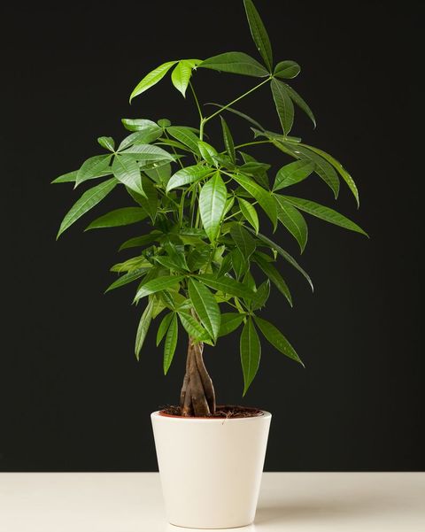 money tree plant in white pot