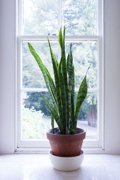 snake plant in front of window