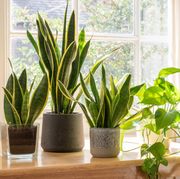 group of four houseplants on sunny shelf
