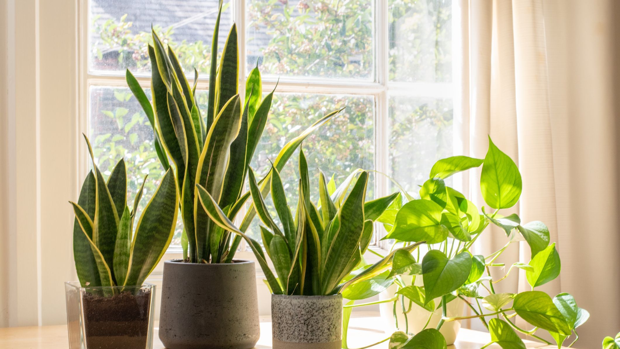 The Best Low-Maintenance Houseplants to Consider Buying for Your Home