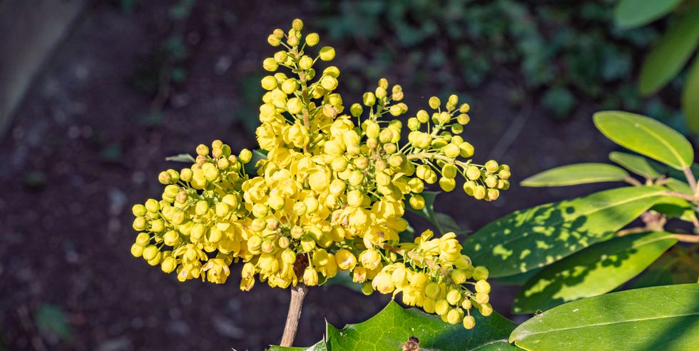 common mahonia blooms in spring