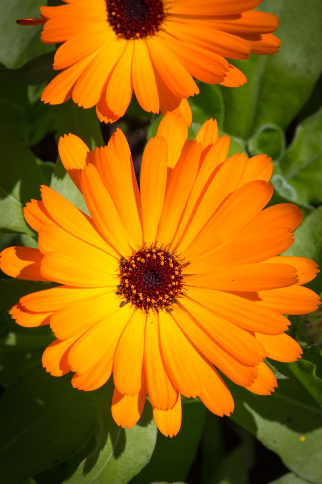 common marigold