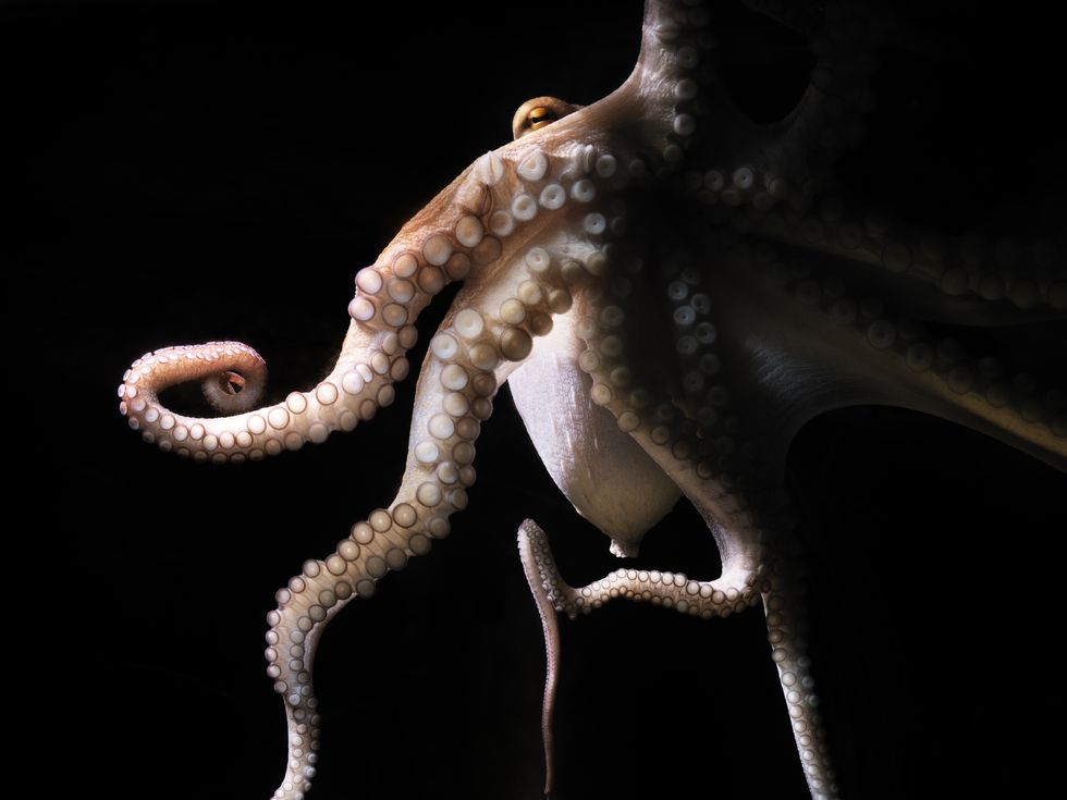 the common octopus