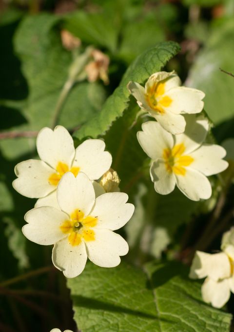 common primrose in eynsford, england
