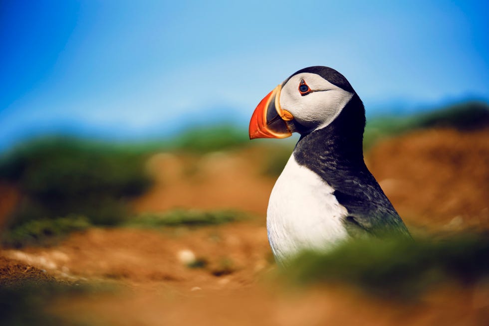 common puffin, wild isles