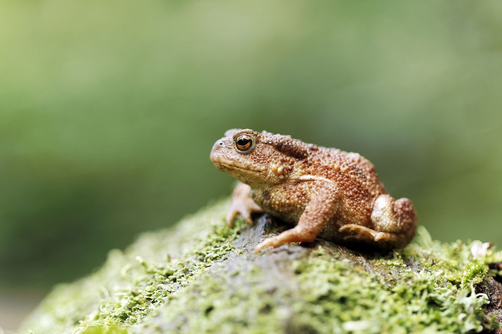 Common toad, Bufo bufo, single toad on log, Warwickshire