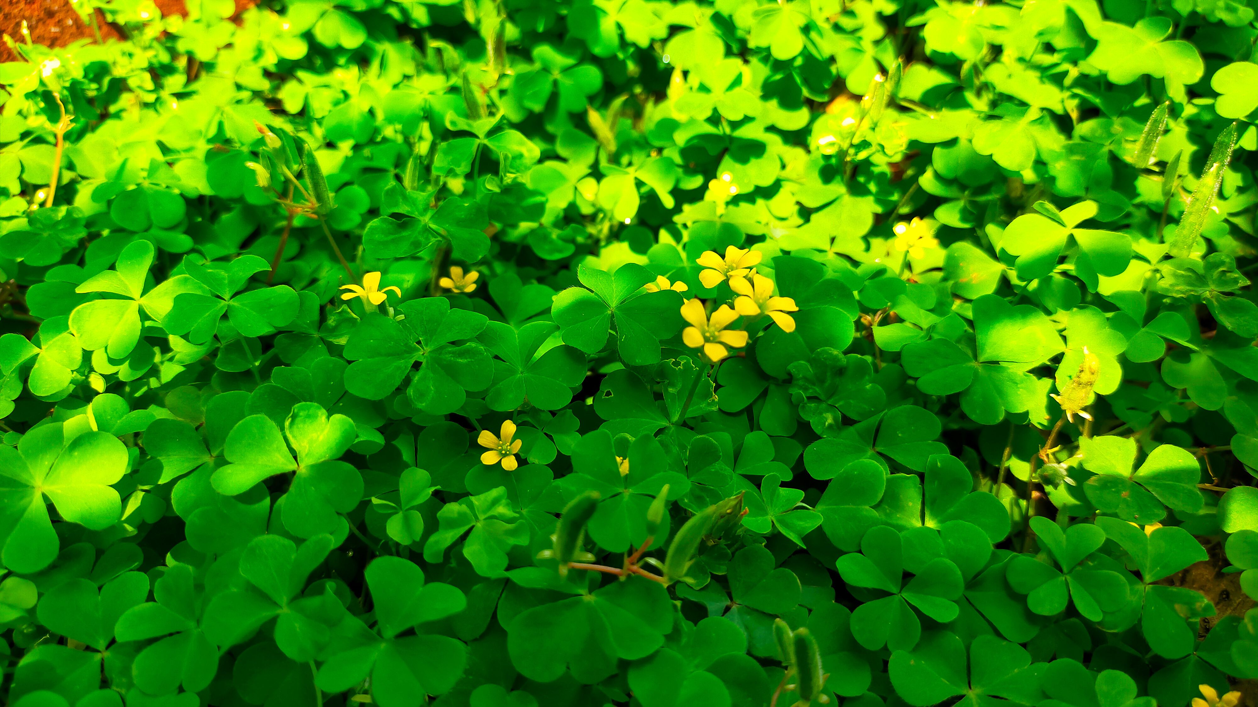 The History and Symbolism of St. Patrick's Day Clovers