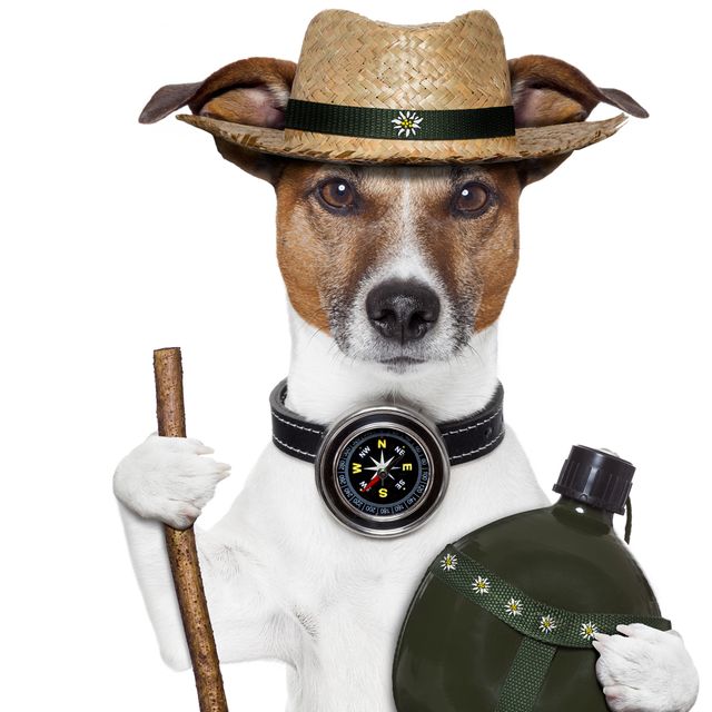dog with a compass
