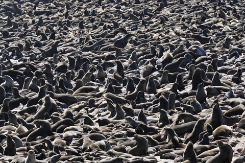 Compressed view of sea lions colony in Namibia