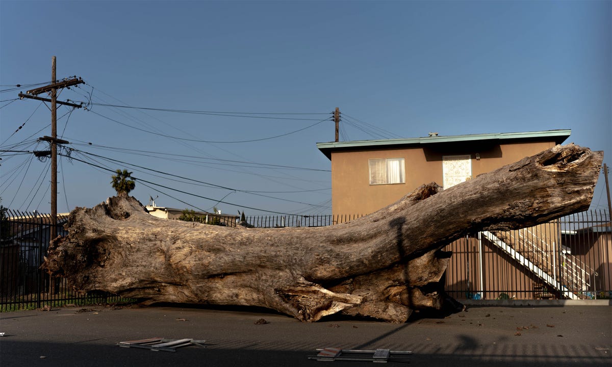 A Tree Grew in Compton