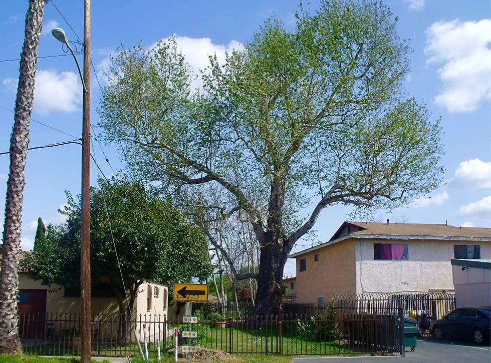 A Tree Grew in Compton