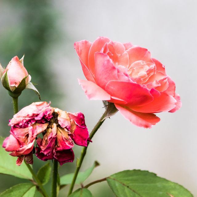 Conceptual Close-Up Of Pink Roses With Copy Space