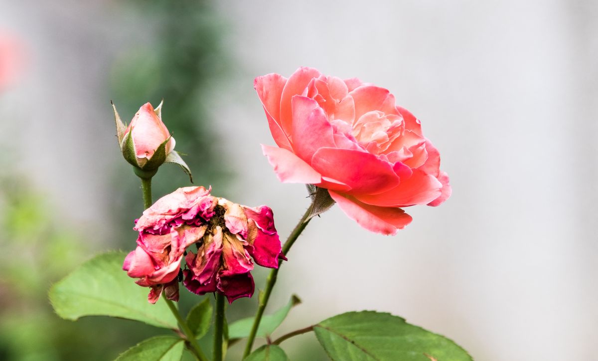 Conceptual Close-Up Of Pink Roses With Copy Space