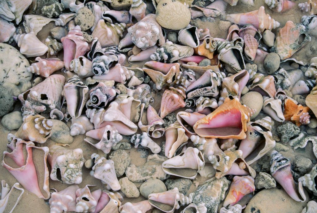 Conch shells of genus Strombus