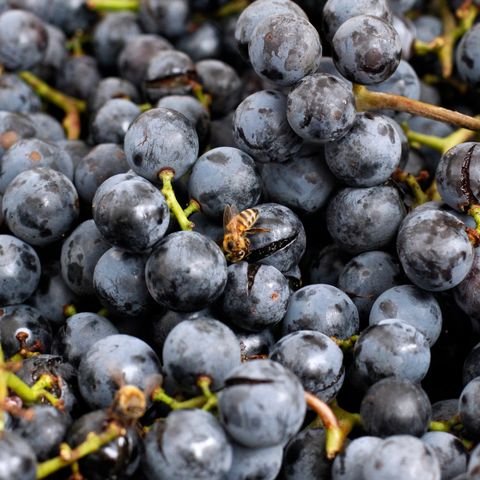 Grape, Fruit, Natural foods, Blueberry, Berry, Bilberry, Plant, Grapevine family, Superfood, Chokeberry, 