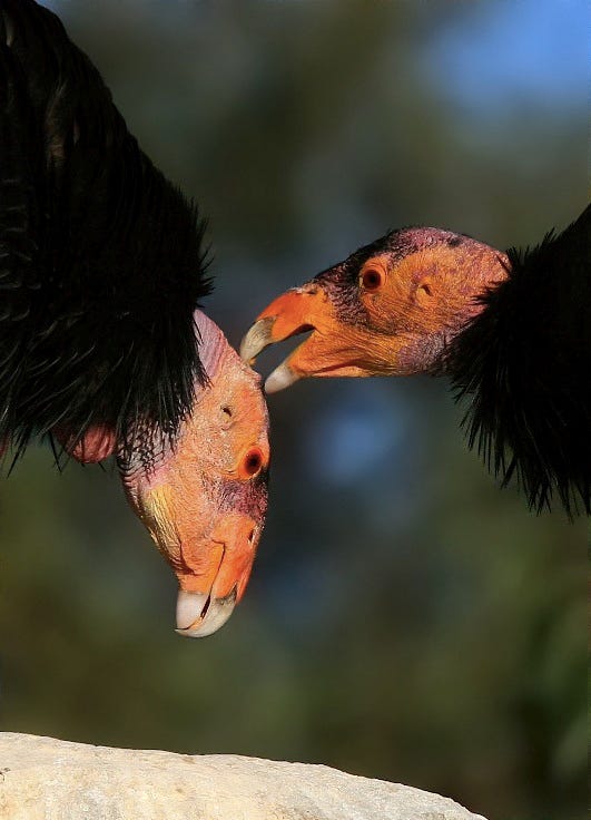 Bird, Beak, California condor, Wildlife, Condor, Vulture, Bird of prey, 