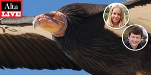 alta live flight of the condors