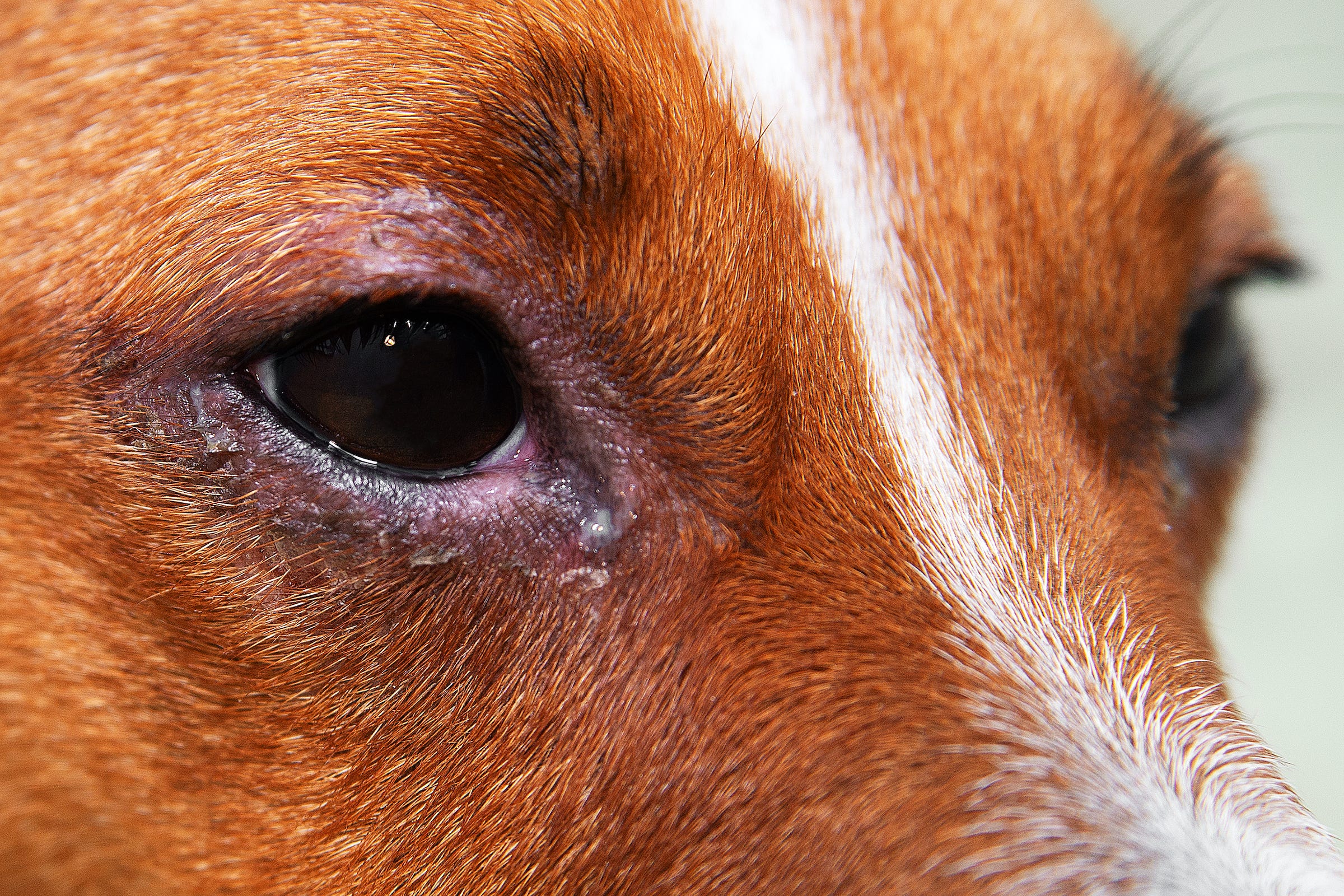 Conjunctivitis In Bulldogs