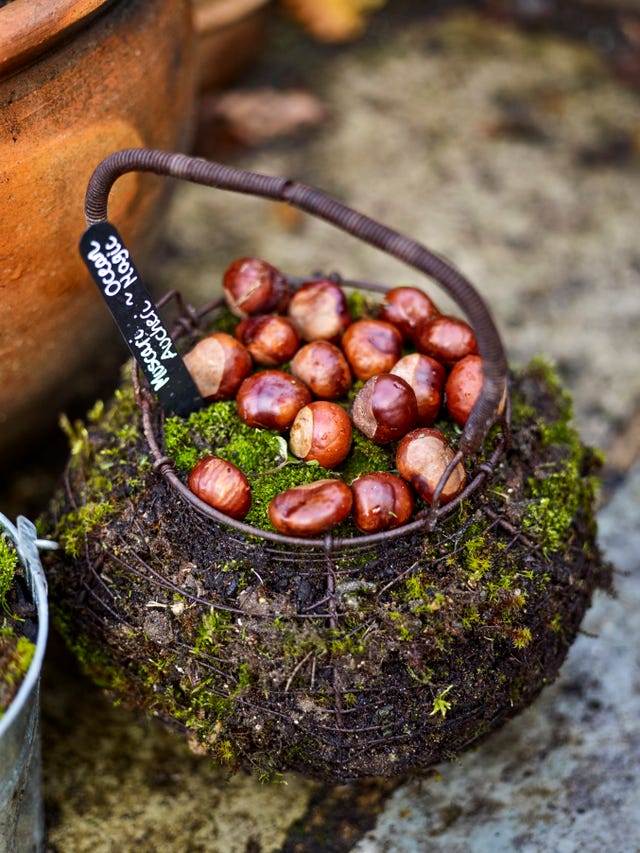 conkers gathered from the woodland