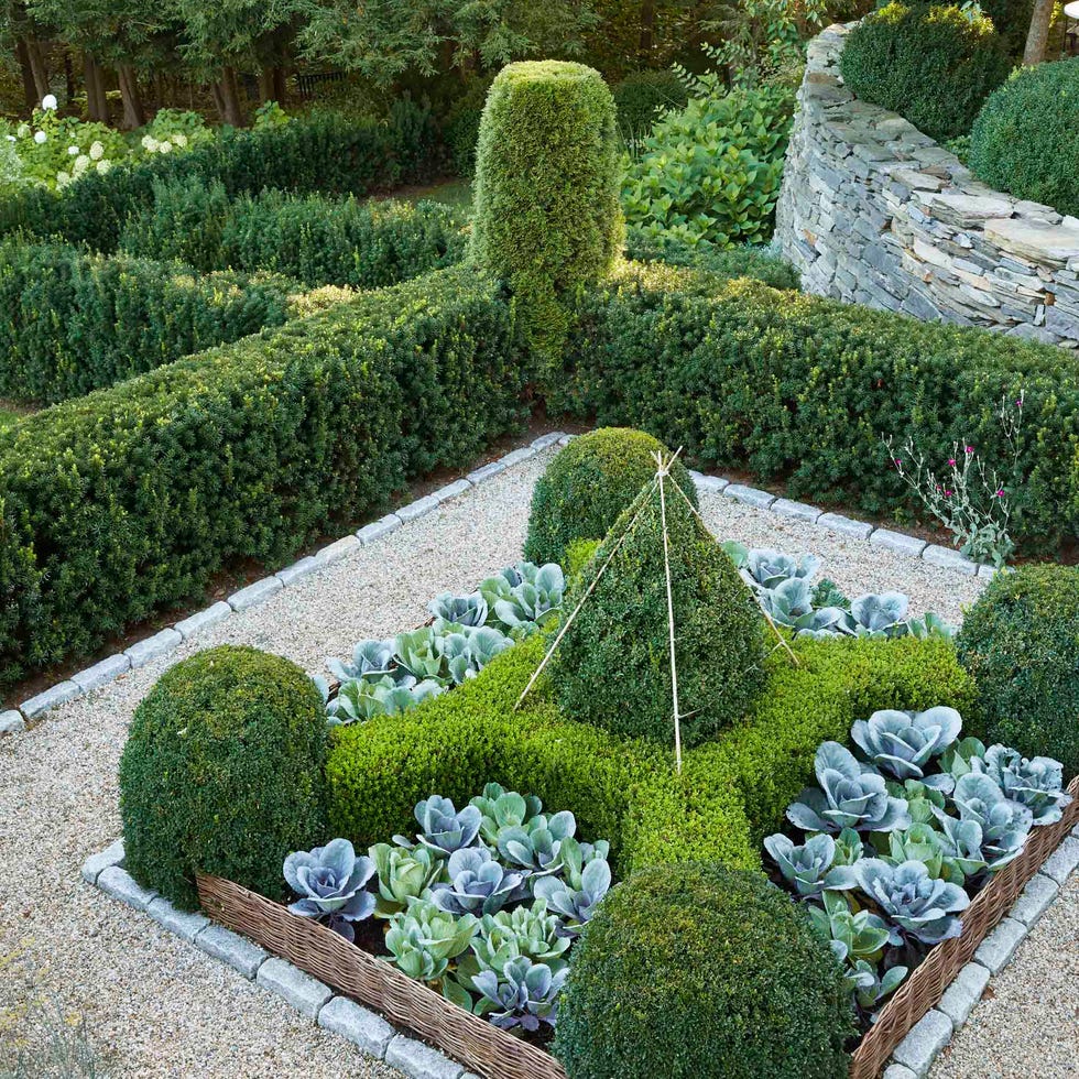 willow wattle fencing and belgian blocks form linear borders that contain cabbage