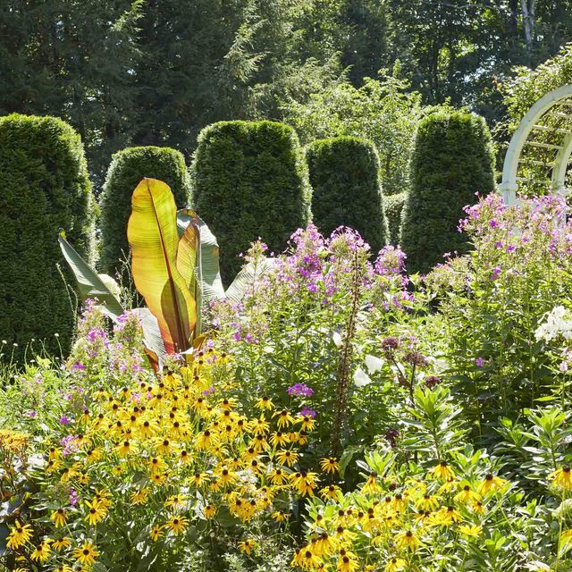 emerald green arborvitae columns herald the entrance to a perennial garden planted with phlox, angelica, sedum, cleome, and asters