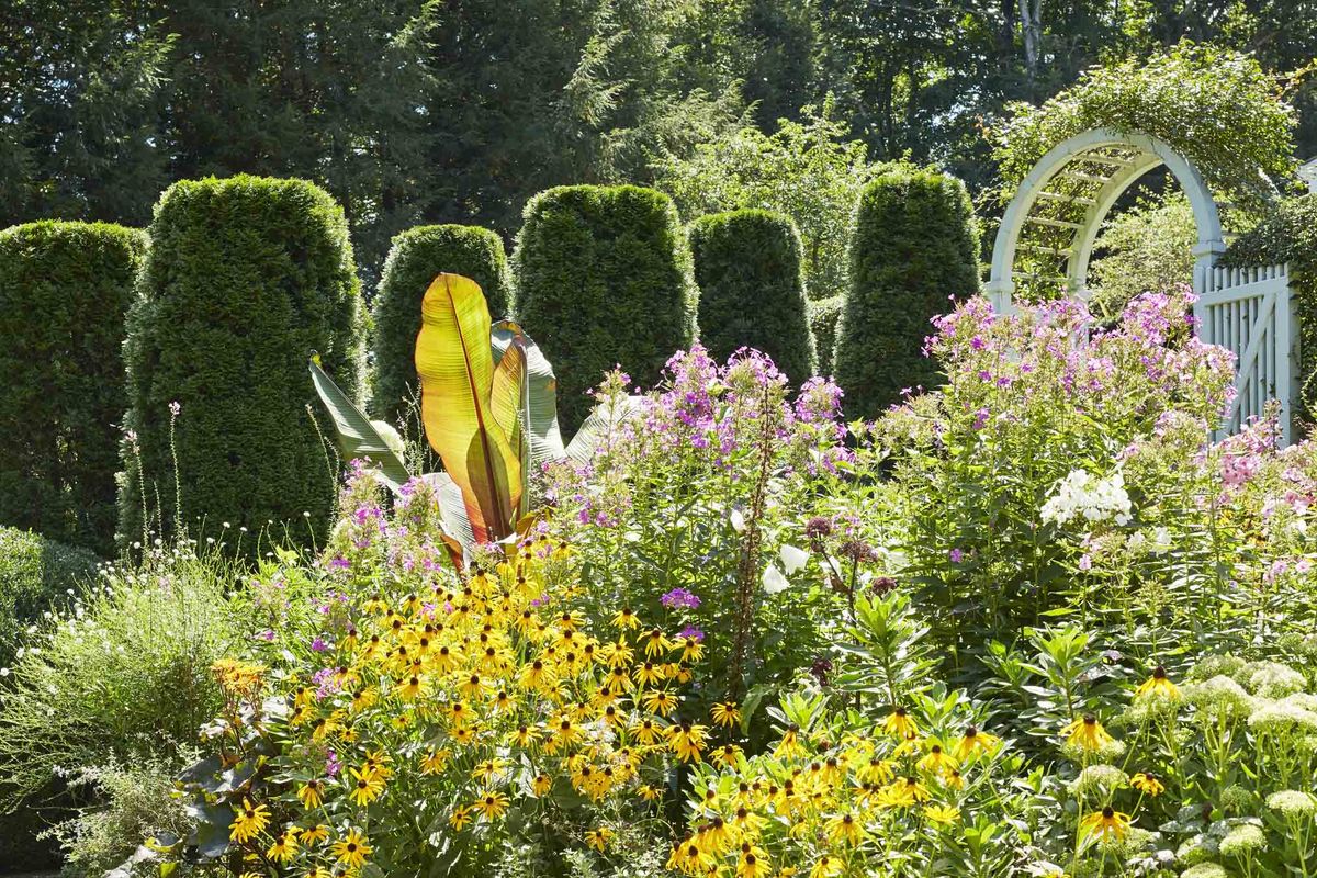 emerald green arborvitae columns herald the entrance to a perennial garden planted with phlox, angelica, sedum, cleome, and asters