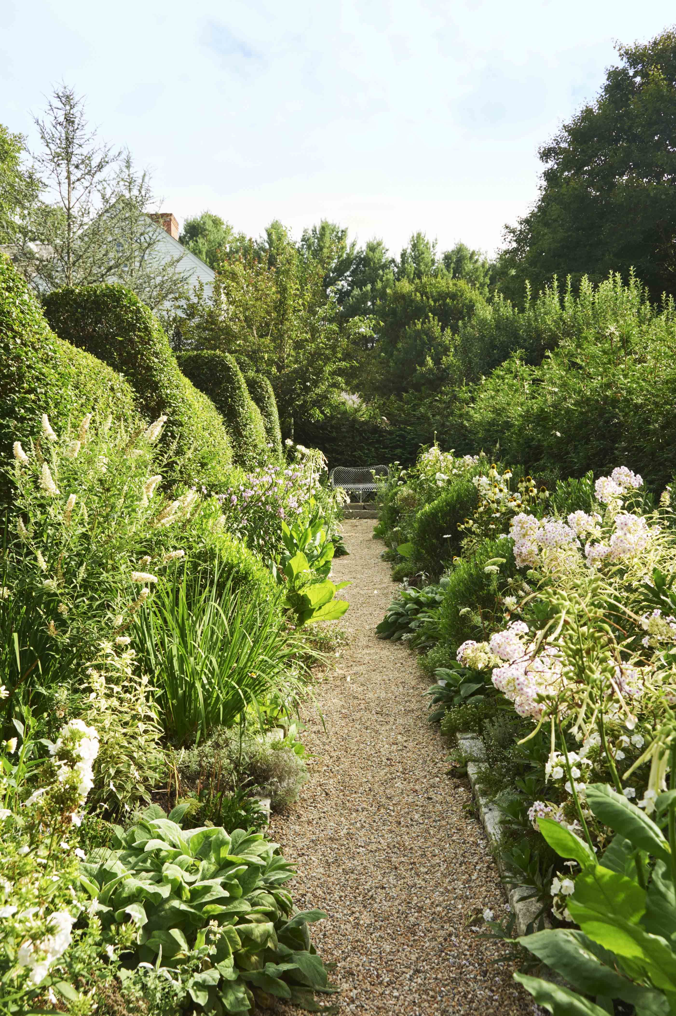 a garden trail of pebbles is bordered by different varieties of green plants