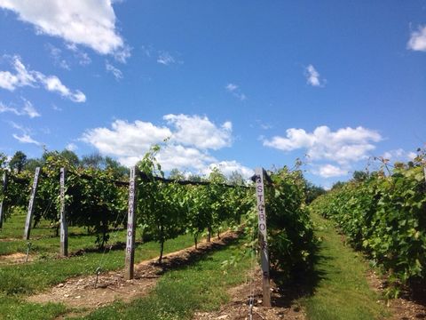 Connecticut Winery