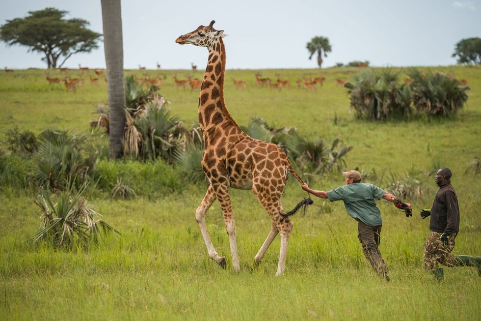 Natuurbeschermer Ivan Carter houdt een zojuist verdoofde Nubische giraffe tegen in Murchison Falls National Park in NoordOeganda Achttien dieren werden verhuisd van de noordzijde van het park  waar de giraffen gebukt gaan onder stroperij en de aanleg van nieuwe dammen en wegen  naar de zuidzijde ervan