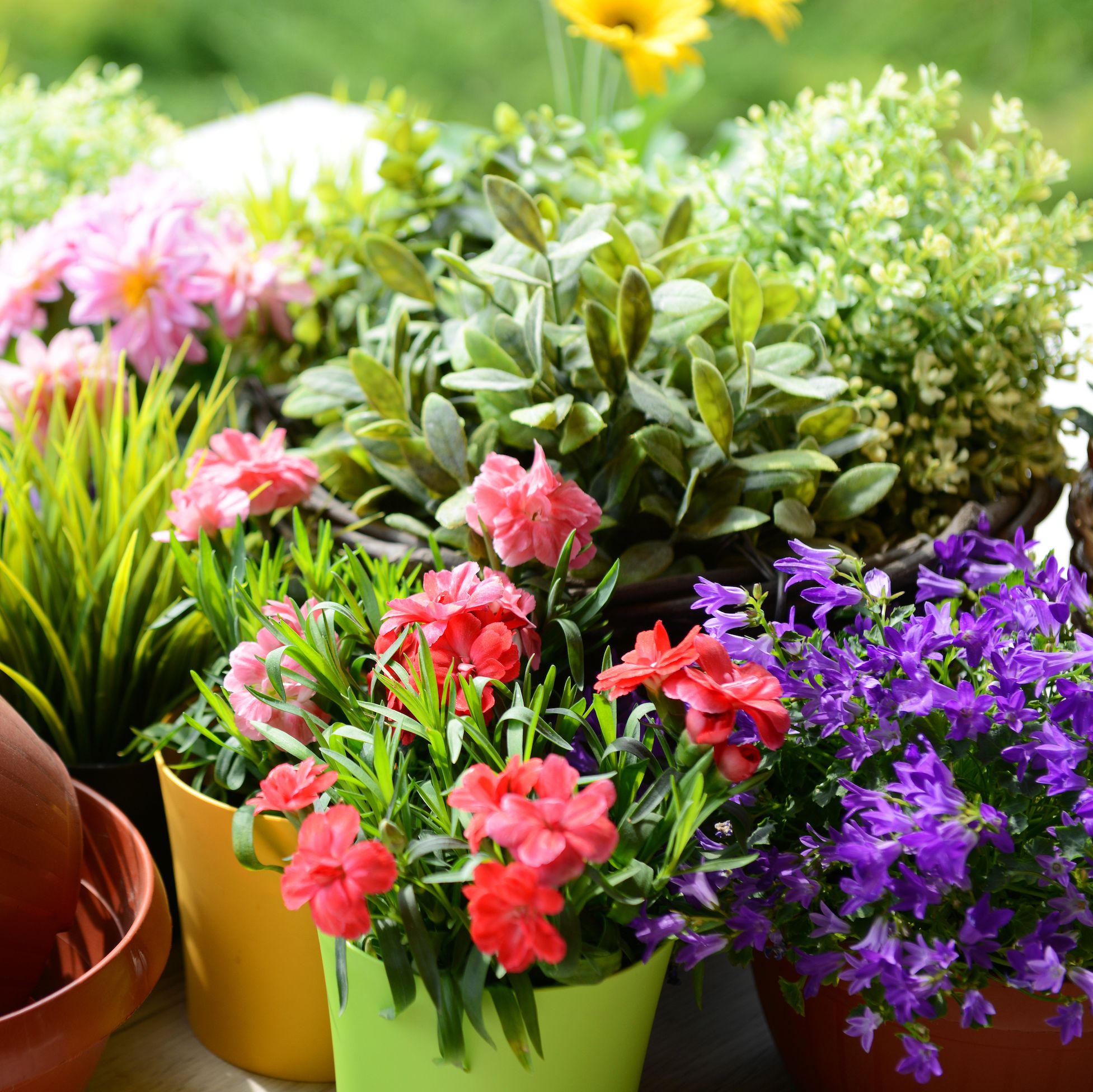 9 Filler Ideas For Large Planters  Large planters, Pot filler, Diy flower  pots