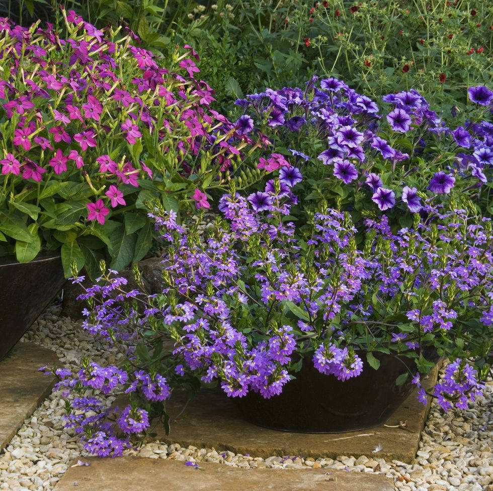 purple flowers in a garden
