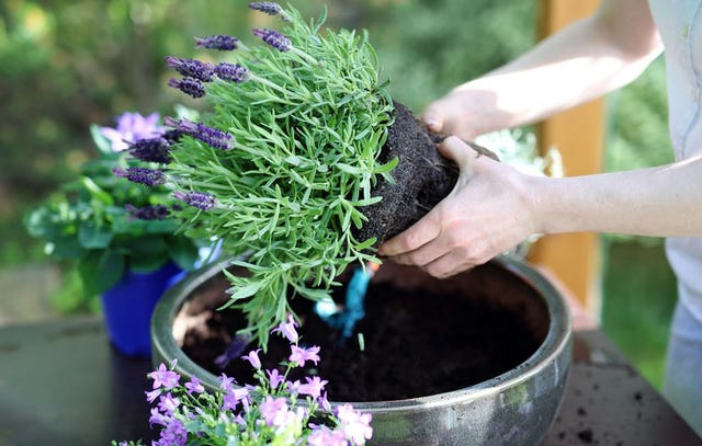 container gardening