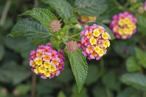clusters of pink flowers with yellow and orange accents blooming on lantana, a popular container garden plant