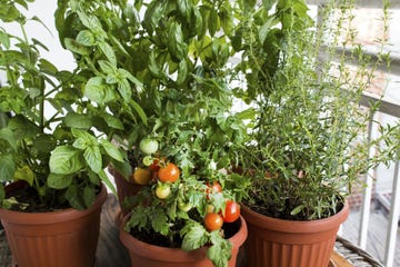 container gardening vegetables