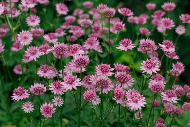 Isabelle Palmer's Best Container Plants For Year-Round Colour