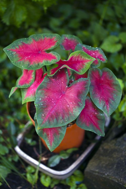 potted caladium with heart shaped leaves with pinkish red centers, with raindrops