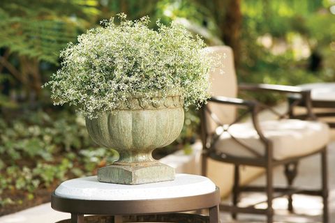 euphorbia abloom with tiny delicate white flowers in a concrete urn container on a side table beside a patio chair