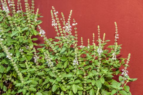 flowering basil growing in a garden container against a red wall