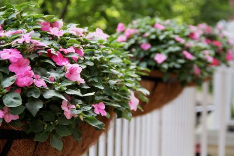pink flowering impatiens in hanging containers on a white picket fence
