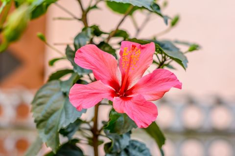 pink flowering hibiscus growing in an outdoor container against a pale pink stucco wall
