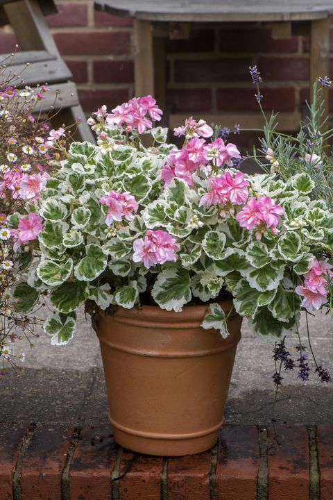 pink blooming geranium plant with variegated leaves in a terra cotta container