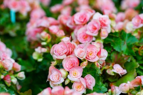 pink flowering roseform begonias with lush green leaves, an idea for a shade container garden