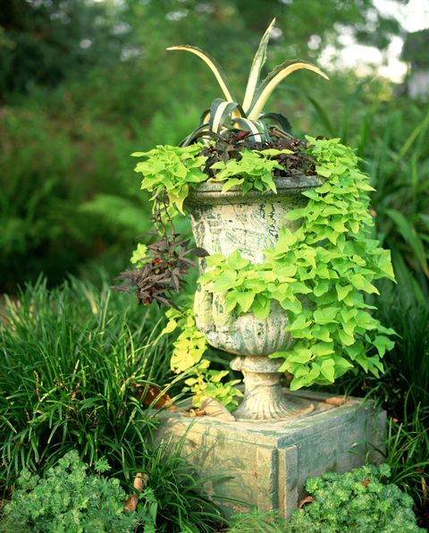 sweet potato vines and agave growing in a concrete urn container